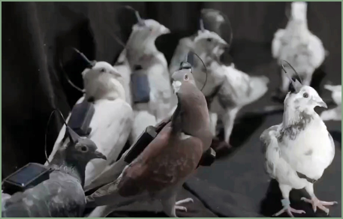 В Москве испытали голубей-биодронов